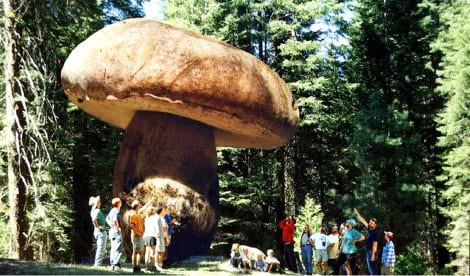 Yaşayan en büyük canlı hangisi