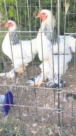 Yasemin Özilhan Sussex Tavuğu aldı