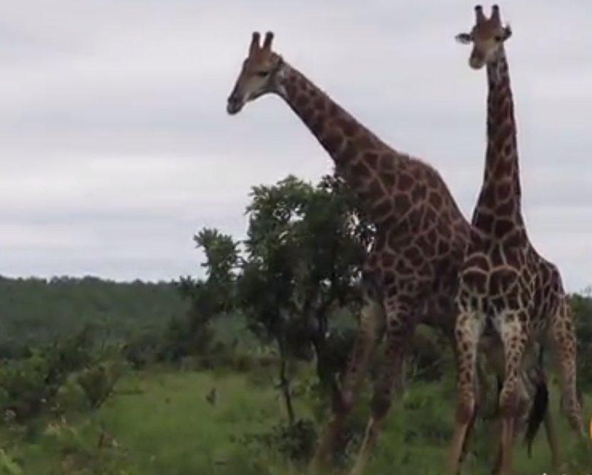 İki erkek zürafanın dişi kavgası