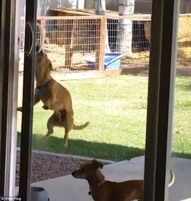 Köpek sürgülü kapıyı ağızıyla açtı