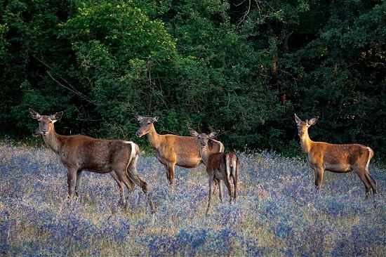 Kızıl geyik sayısı artıyor