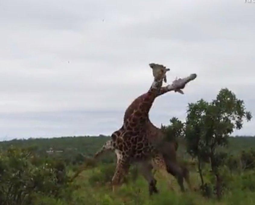 İki erkek zürafanın dişi kavgası