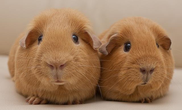 Yasemin Özilhan Sussex Tavuğu aldı