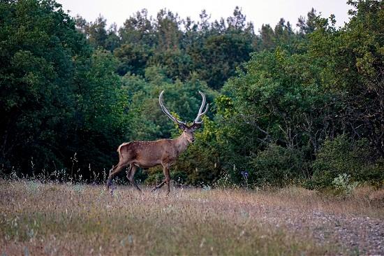 Kızıl geyik sayısı artıyor