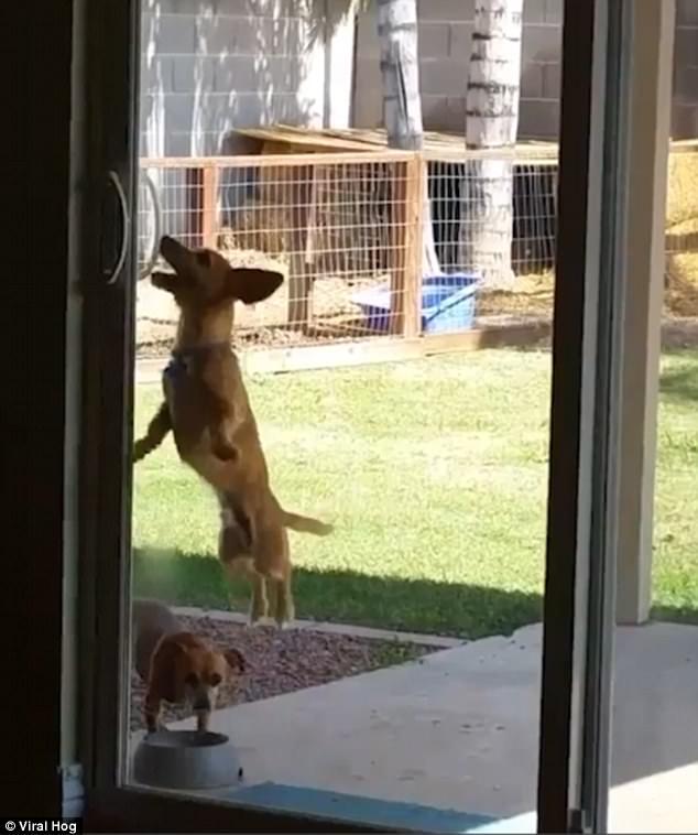 Köpek sürgülü kapıyı ağızıyla açtı