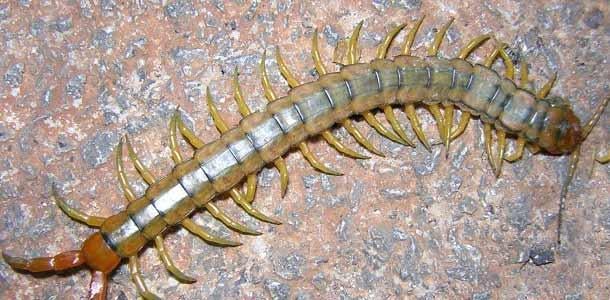 Kırkayak kaç ayaklıdır