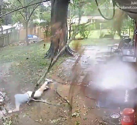 Ağaç dalı neredeyse üstüne düşüyordu