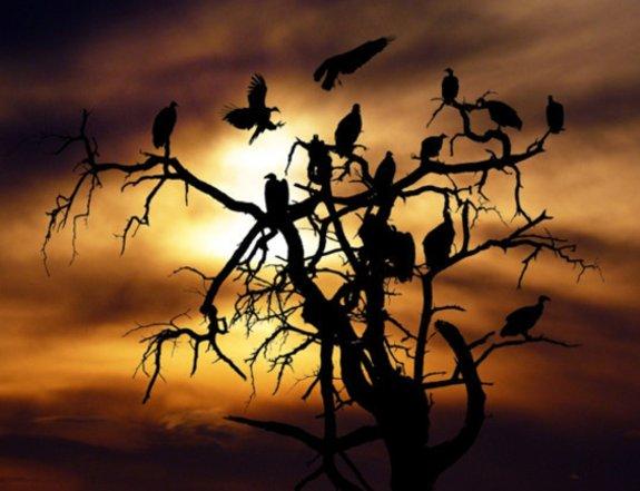 En iyi silüet fotoğrafı nasıl çekilir