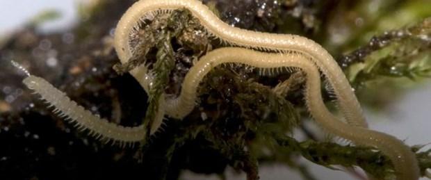 Kırkayak kaç ayaklıdır