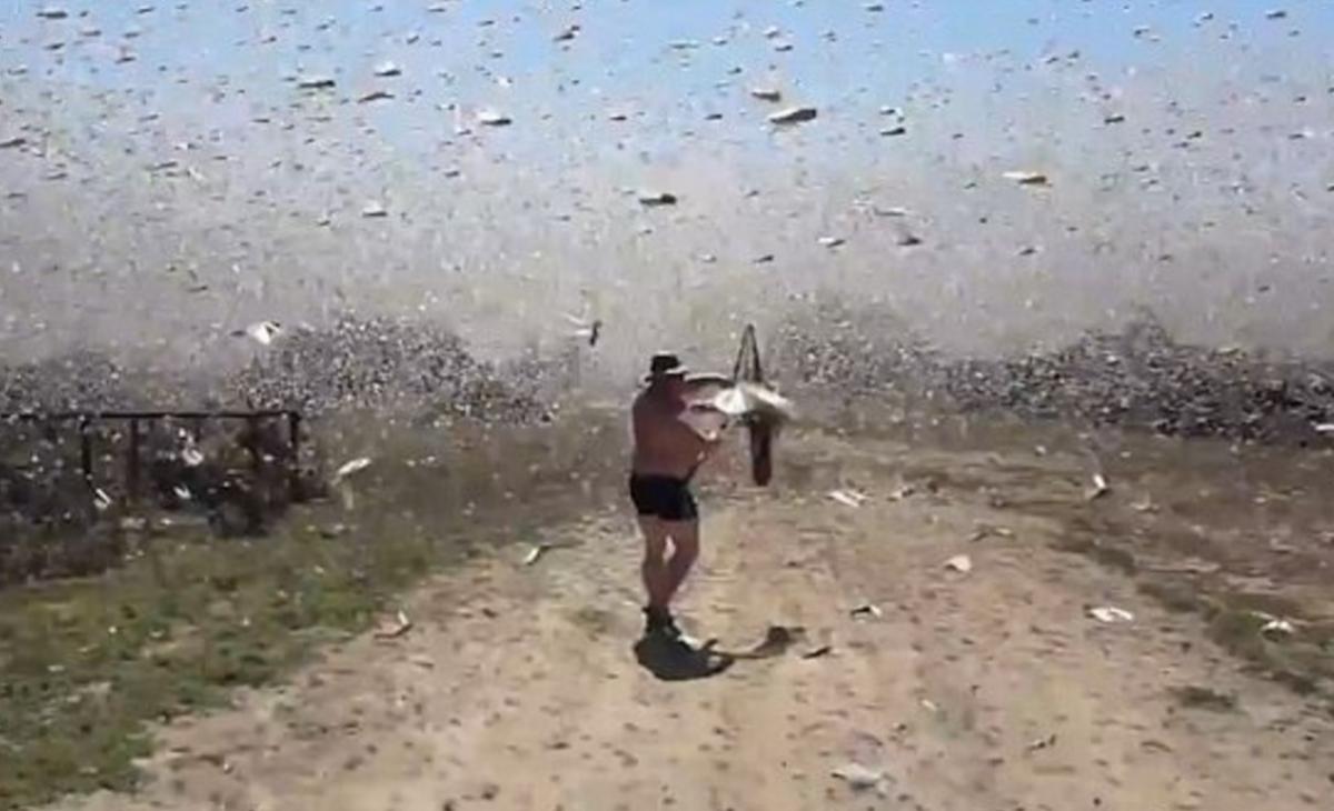 Rusya'da çekirge istilası