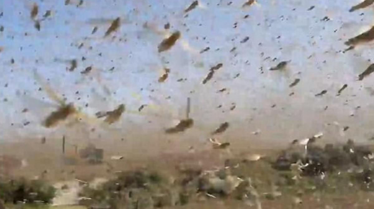 Rusya'da çekirge istilası