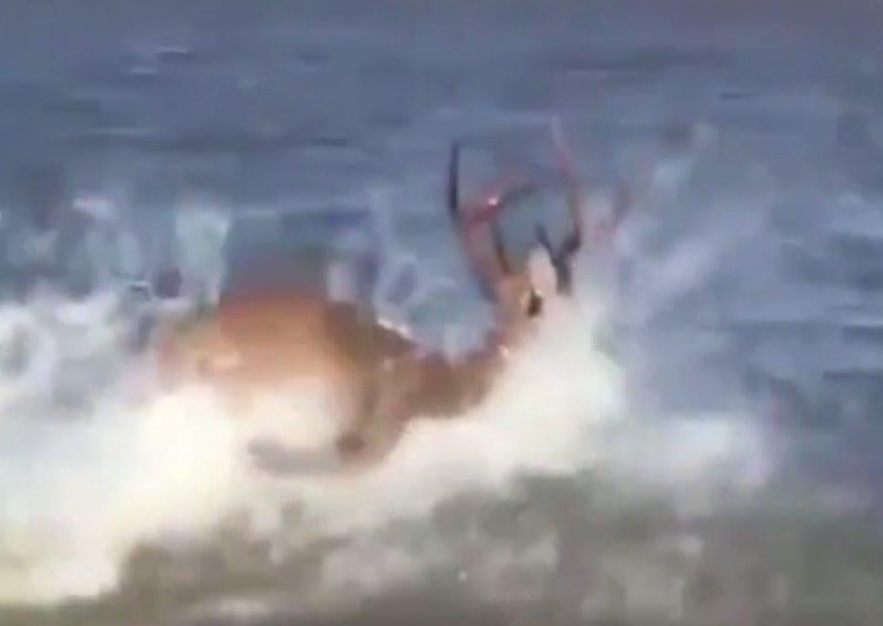 Teksas'ta kasırgadan kurtarılan geyik