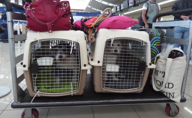 Uçakta hayvan taşıma kuralları nelerdir