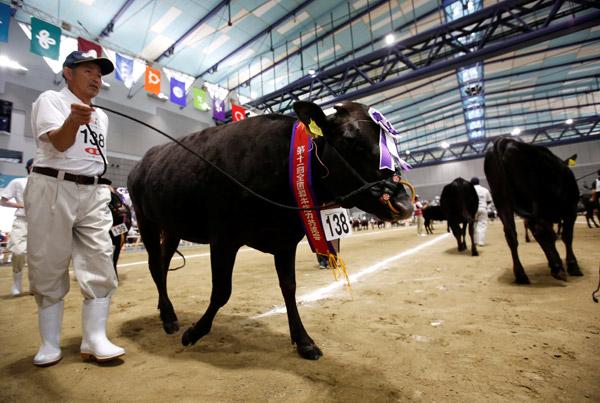 Japonya'da büyükbaş hayvan festivali düzenlendi