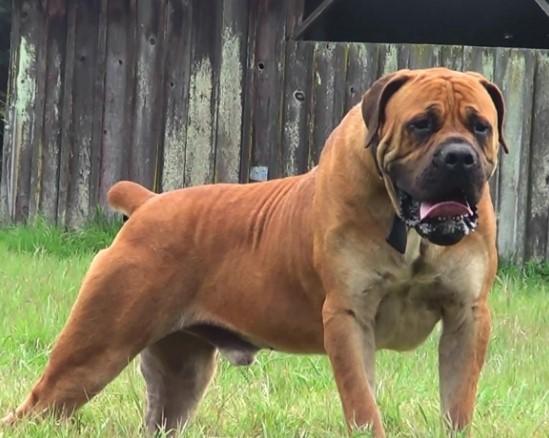 Uyuşturucu yiyen köpek sahibini öldürdü