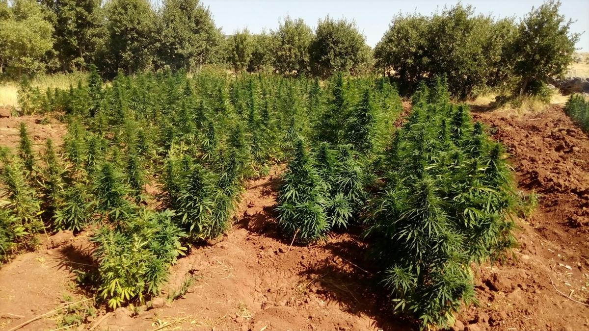 PKK'lı teröristler uyuz ilacı kullanıyor