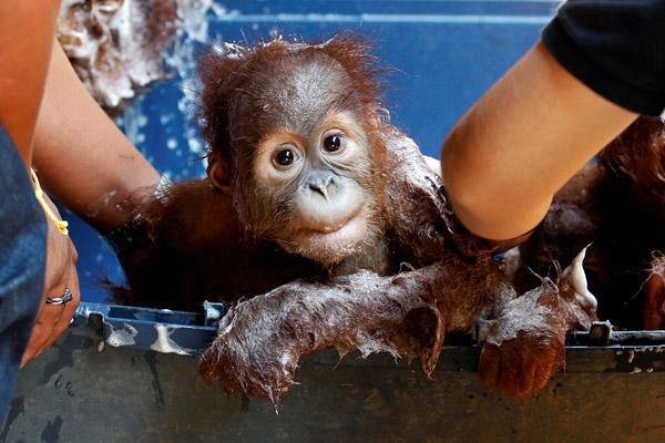 Tayland'da kurtarılan Sumatra orangutanları