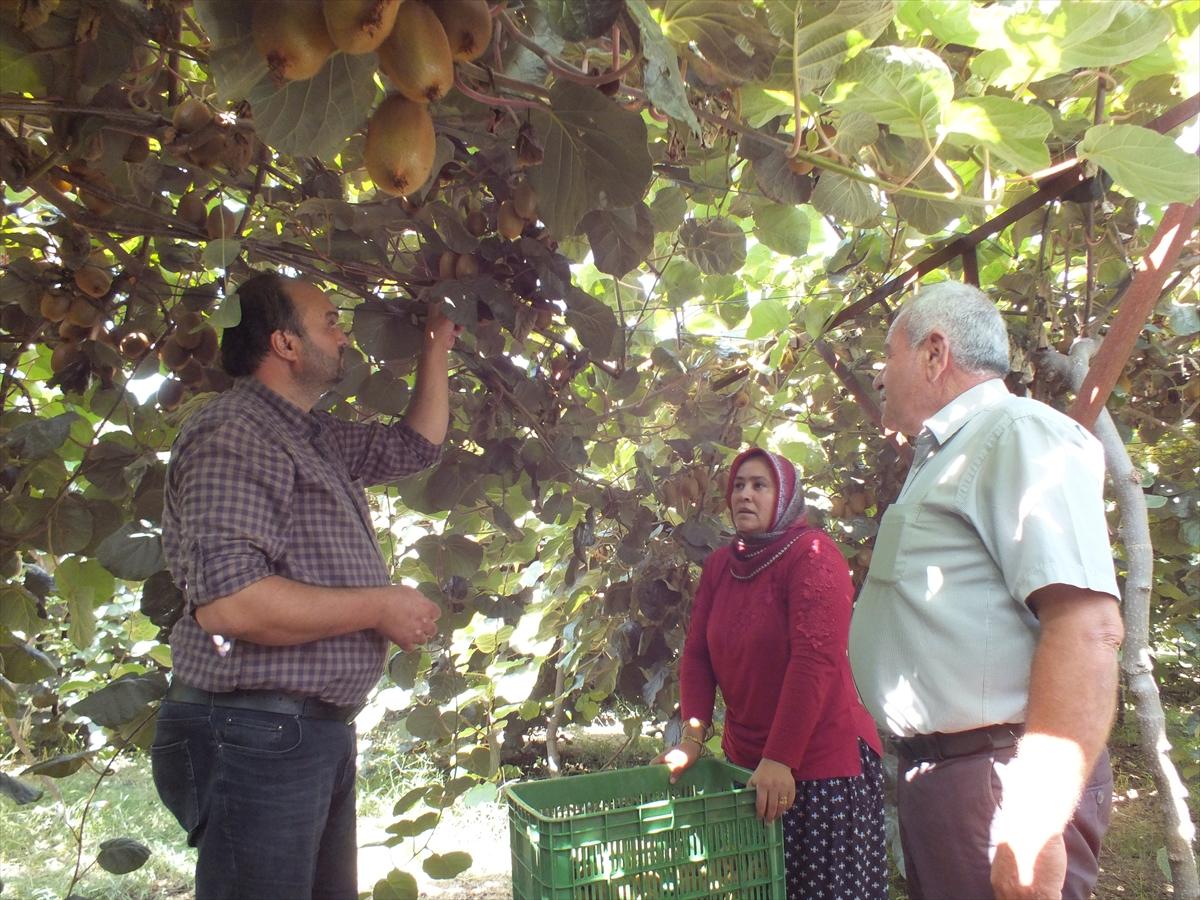 Mersin'de kivi hasadı başladı