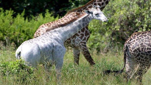 Tanzanya'da beyaz zürafa görüldü