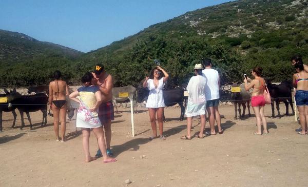Eşek Adası'na turist akını