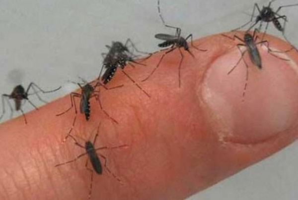 İtalya’da chikungunya virüsü alarmı