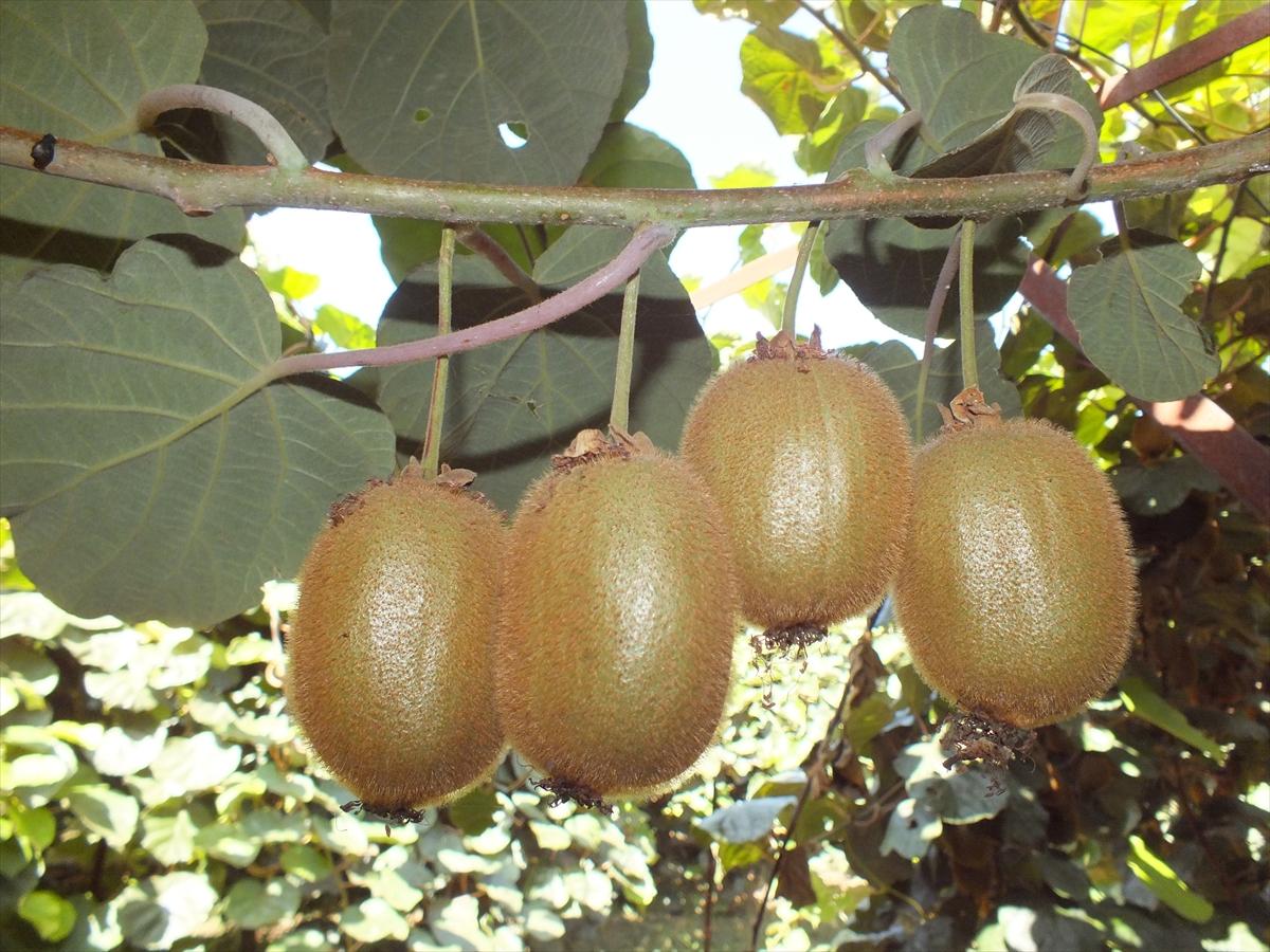 Mersin'de kivi hasadı başladı