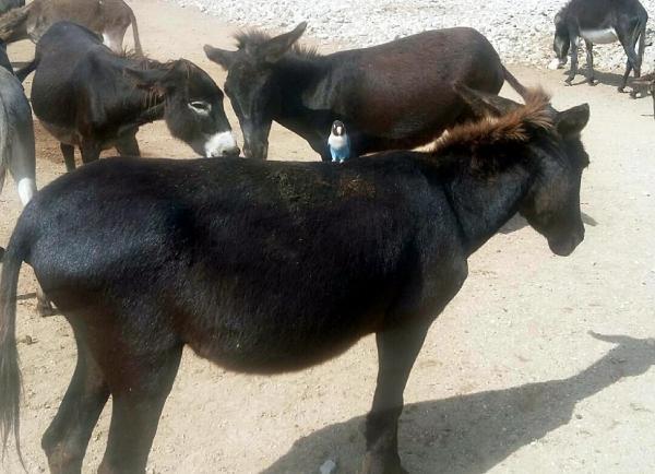 Eşek Adası'na turist akını