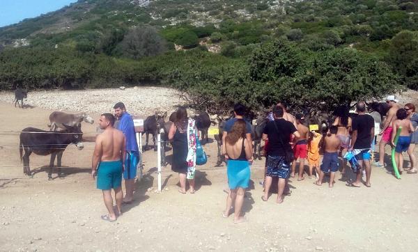 Eşek Adası'na turist akını