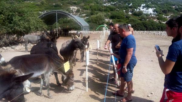 Eşek Adası'na turist akını