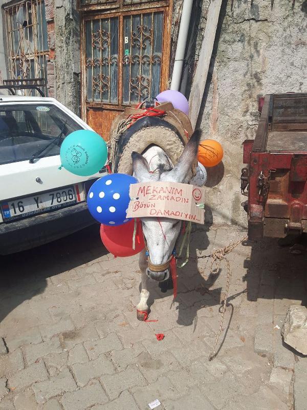 Arkadaşlarından damada 'eşek' şakası