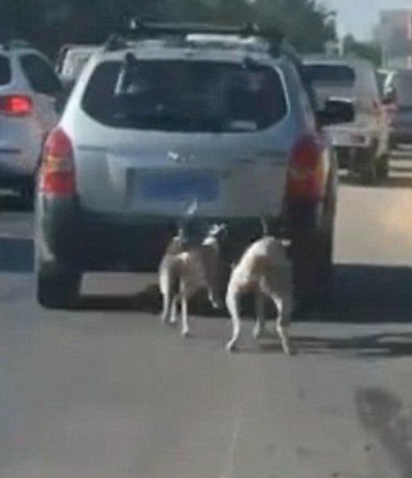 Köpeklerini arabaya bağlayıp koşturdu