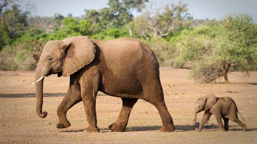 ABD'de hayvan nesilleri araştrıması