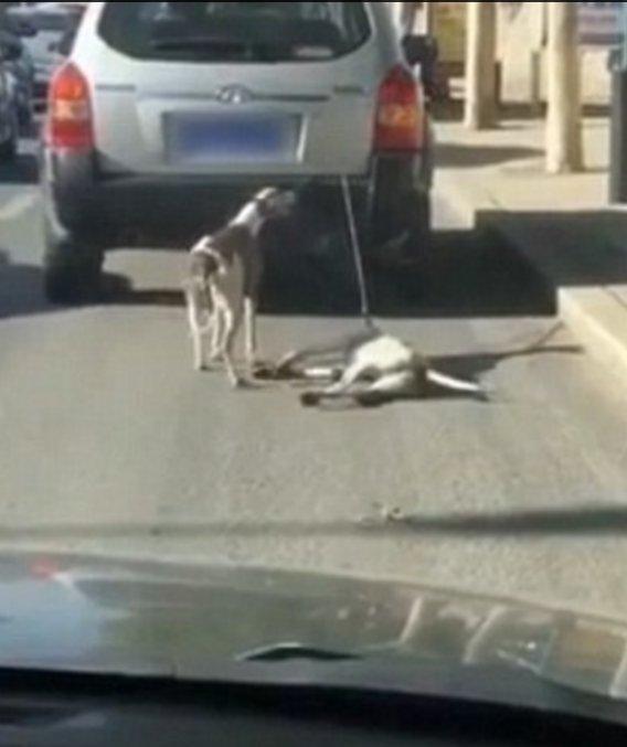 Köpeklerini arabaya bağlayıp koşturdu