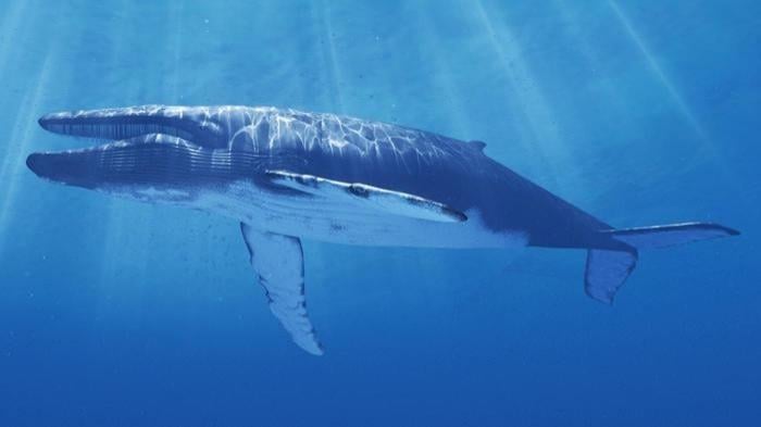 Dev mavi balinanın yiyebileceği en büyük şey nedir