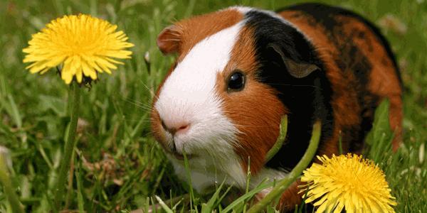 ABD'de hayvan nesilleri araştrıması