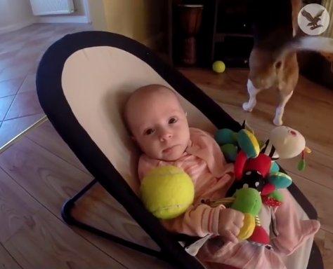 Ağlattığı bebeğin oyuncağını geri getiren köpek