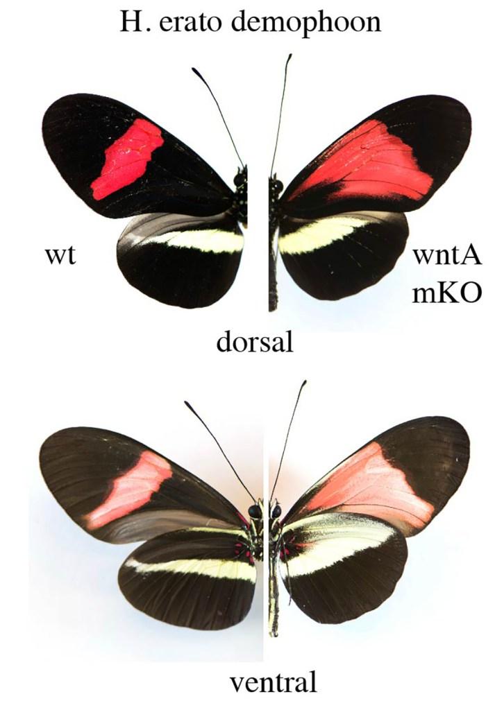 Kelebeklerin desen ve renkleri değiştirildi