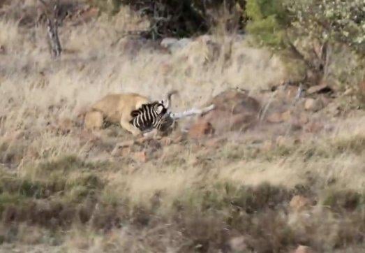 Aslanın zebra avı