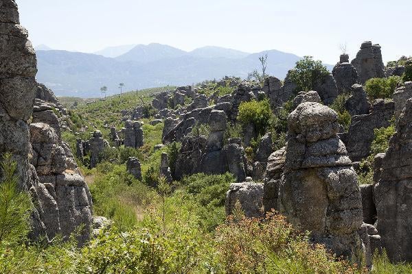 Antalya'da yanan ormanlar yeşillendiriliyor
