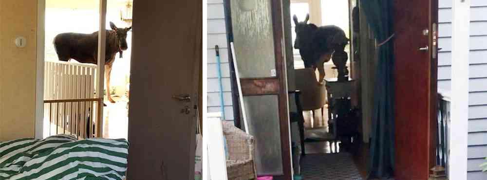 İsveç'te sarhoş geyik eve girdi