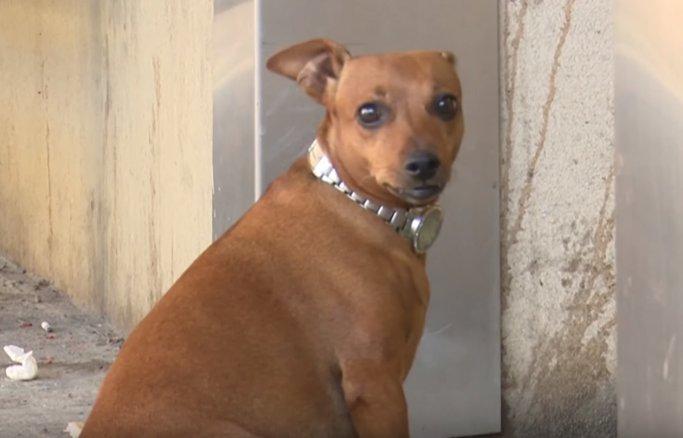 Acil kapısında sahibini 8 saat bekledi