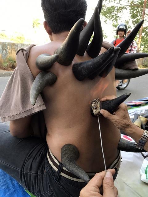 Endonezya'da bufalo boynuzuyla tedavi