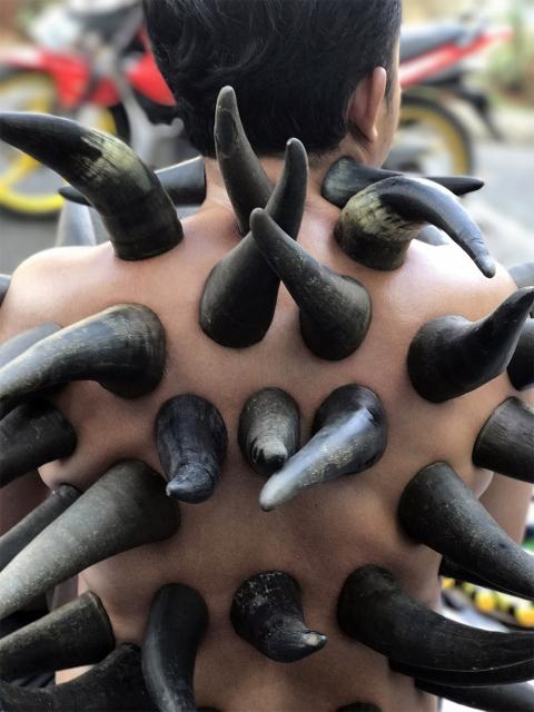 Endonezya'da bufalo boynuzuyla tedavi