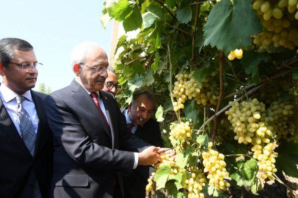 Kılıçdaroğlu Manisa'da üzüm kesti