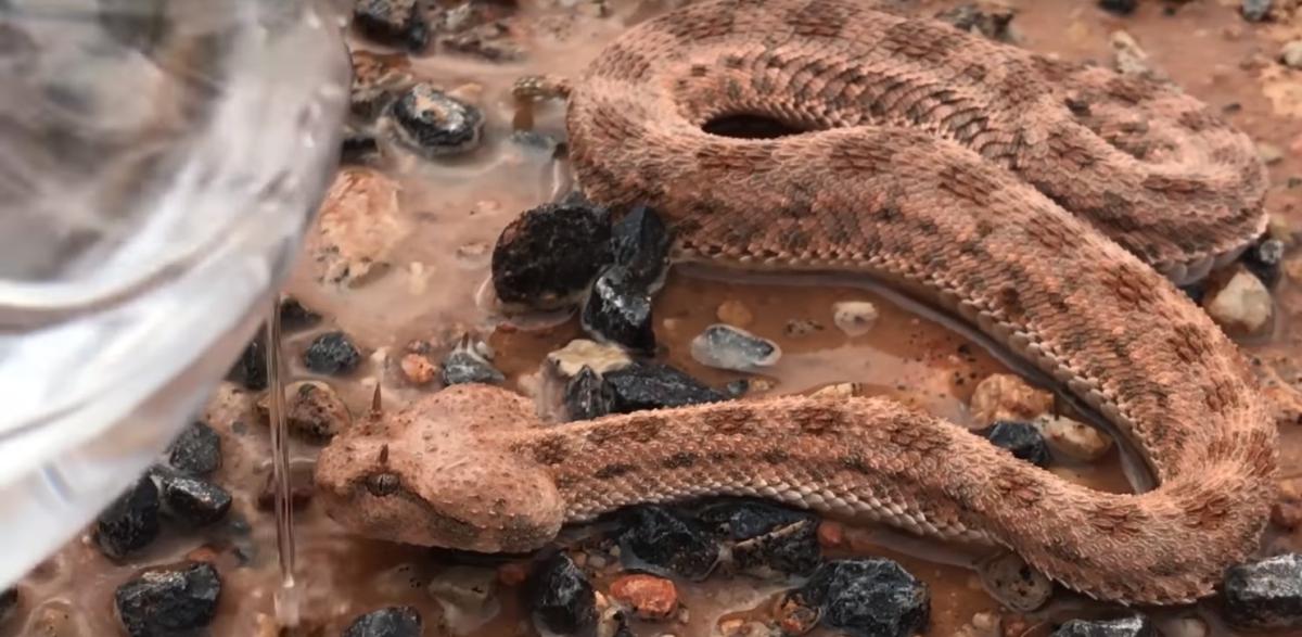 Zehirli Engerek ölmek üzereyken kurtarıldı