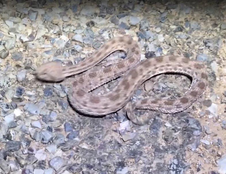 Zehirli Engerek ölmek üzereyken kurtarıldı