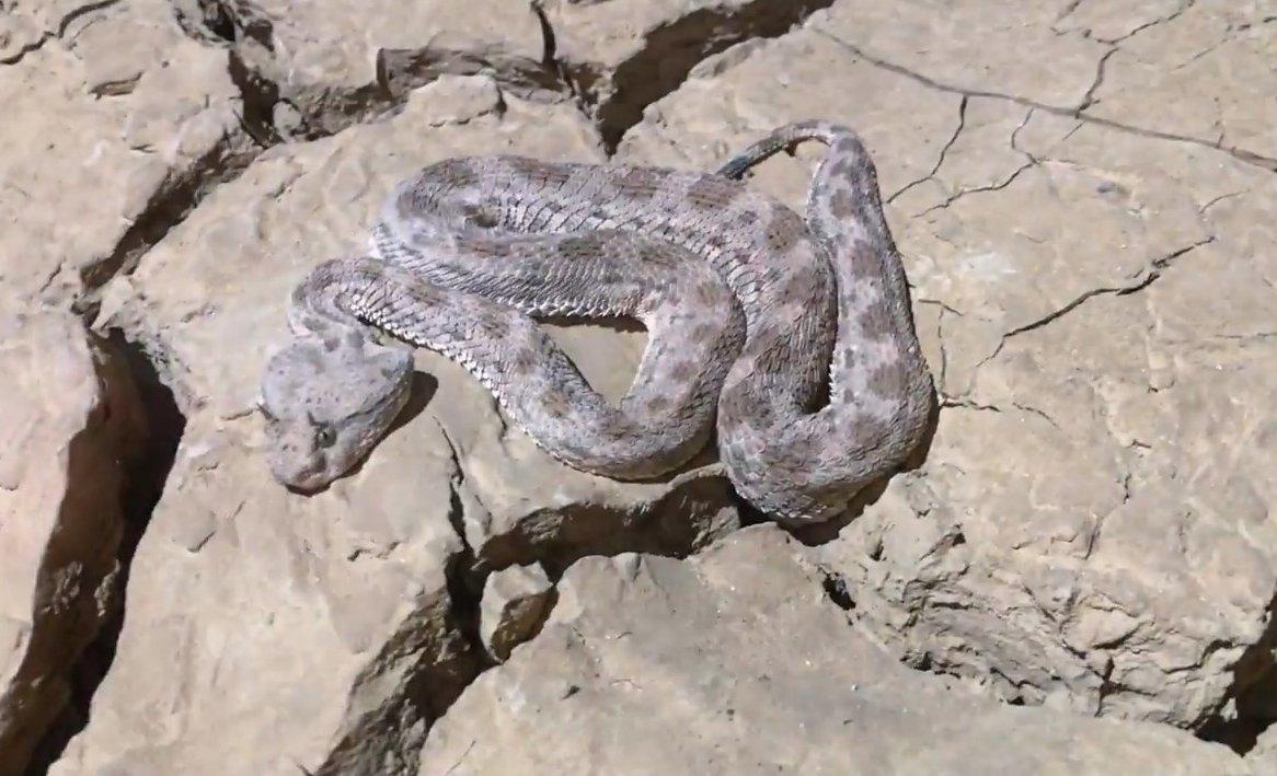 Zehirli Engerek ölmek üzereyken kurtarıldı