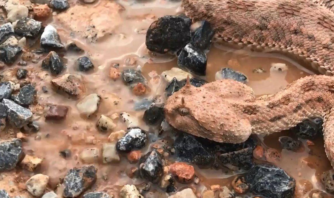 Zehirli Engerek ölmek üzereyken kurtarıldı