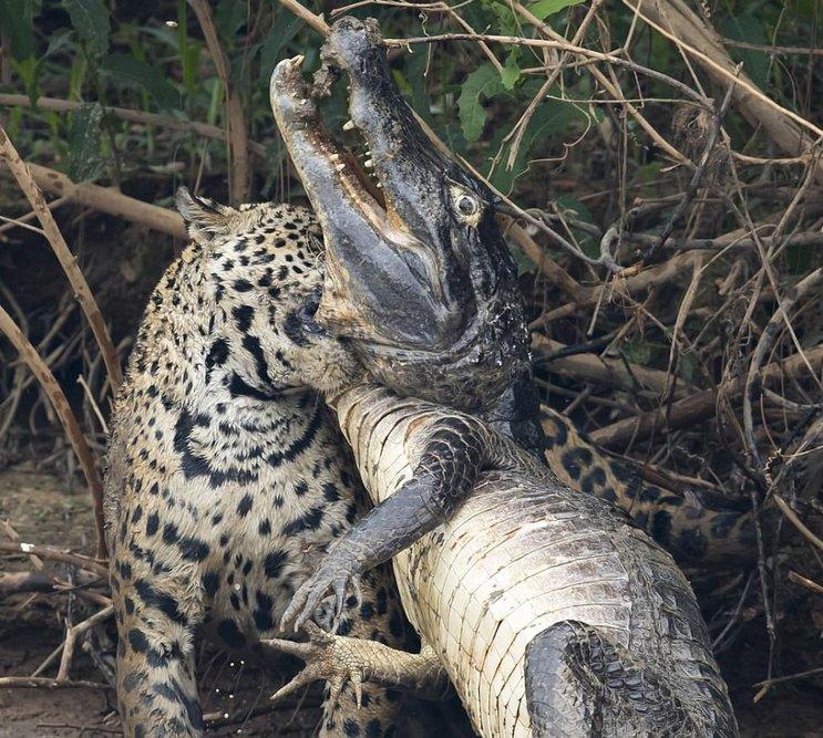 Jaguarın dev timsah avı