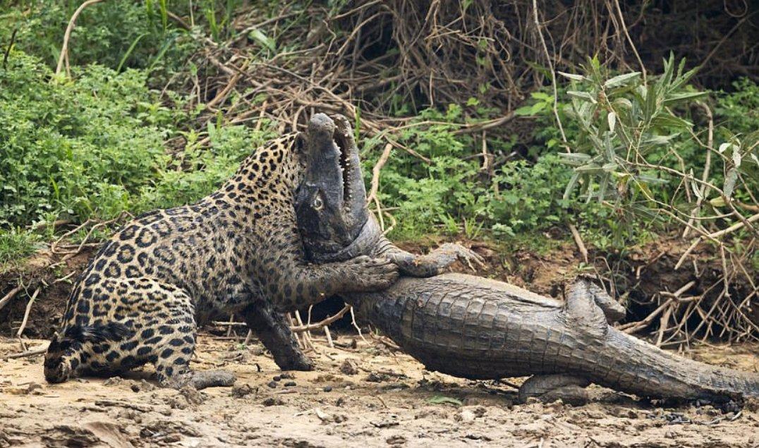 Jaguarın dev timsah avı